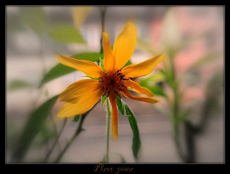 желтый цветок 
