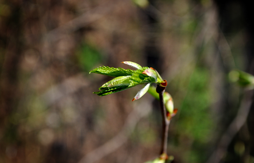 Фото жизнь (light) - Tanusha1551 - корневой каталог - Одинокая веточка 