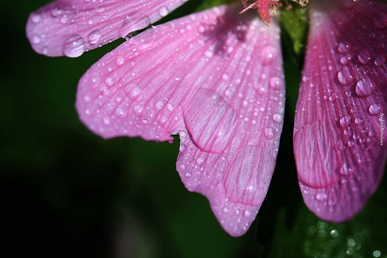 Фото жизнь (light) - AndreySavelyev - корневой каталог - ...