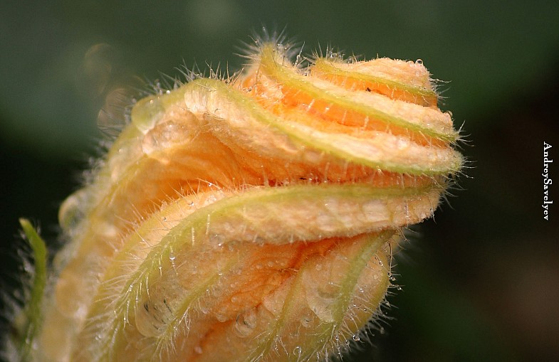 Фото жизнь (light) - AndreySavelyev - корневой каталог - ...