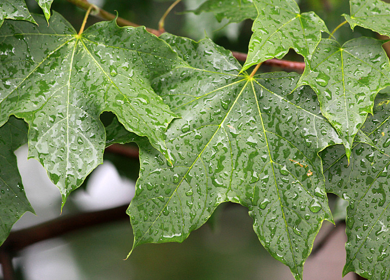 Фото жизнь (light) - AndreySavelyev - корневой каталог - ...