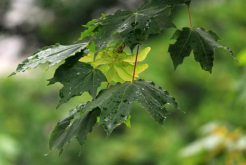 Фото жизнь (light) - AndreySavelyev - корневой каталог - ...