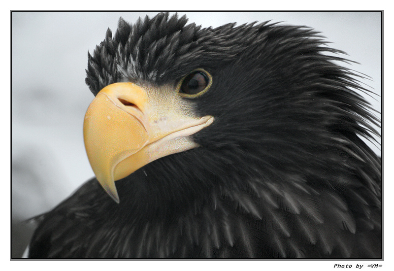 Фото жизнь - Vladimir Meshkov - корневой каталог - Eagle