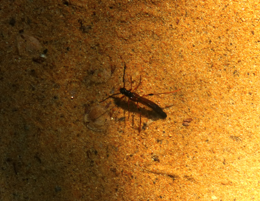 Фото жизнь (light) - Царёва Анастасия - корневой каталог - насекомое...))