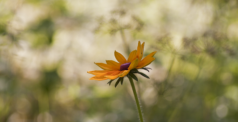 Фото жизнь (light) - SteelAnt - корневой каталог - цветы