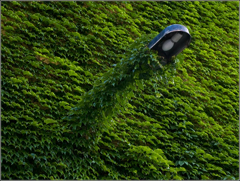 Фото жизнь (light) - p2stepan2 - корневой каталог - что-то зелёненькое
