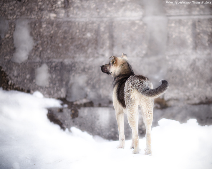 Фото жизнь (light) - lorco - корневой каталог - не все собаки попадают в рай