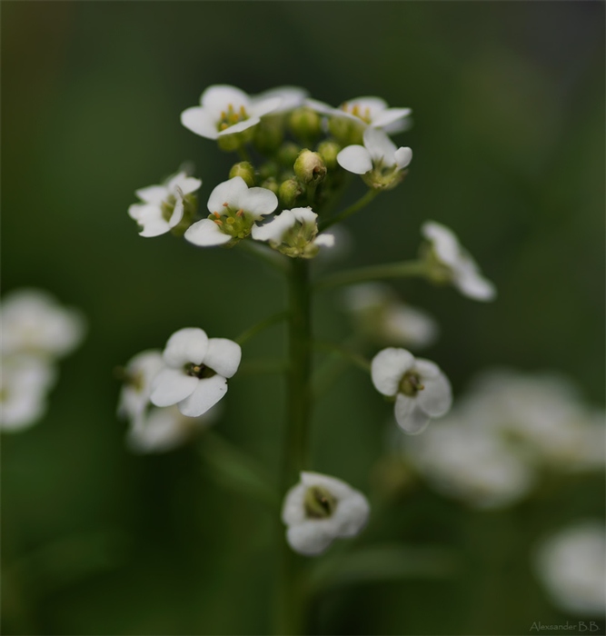 floral miniature