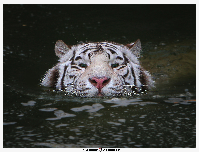 Фото жизнь (light) - Vladimir Meshkov - корневой каталог - Swiming in cold water.