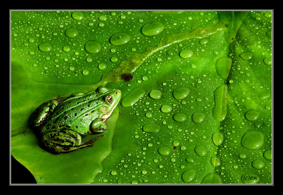 *царевна лотос*