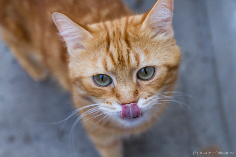 Фото жизнь (light) - Андрей Салманов - корневой каталог - Кот...