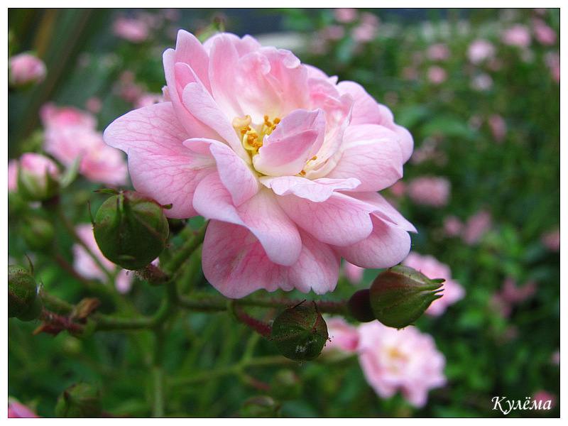 Фото жизнь - culyoma - Растительность - Роза