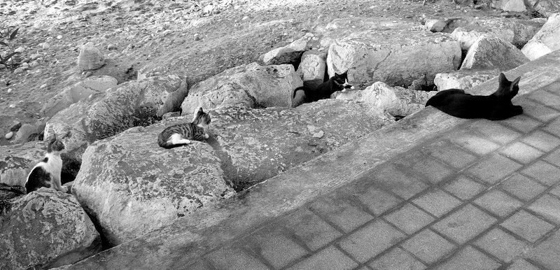 Фото жизнь (light) - Olga Oskina - корневой каталог - алгоритм