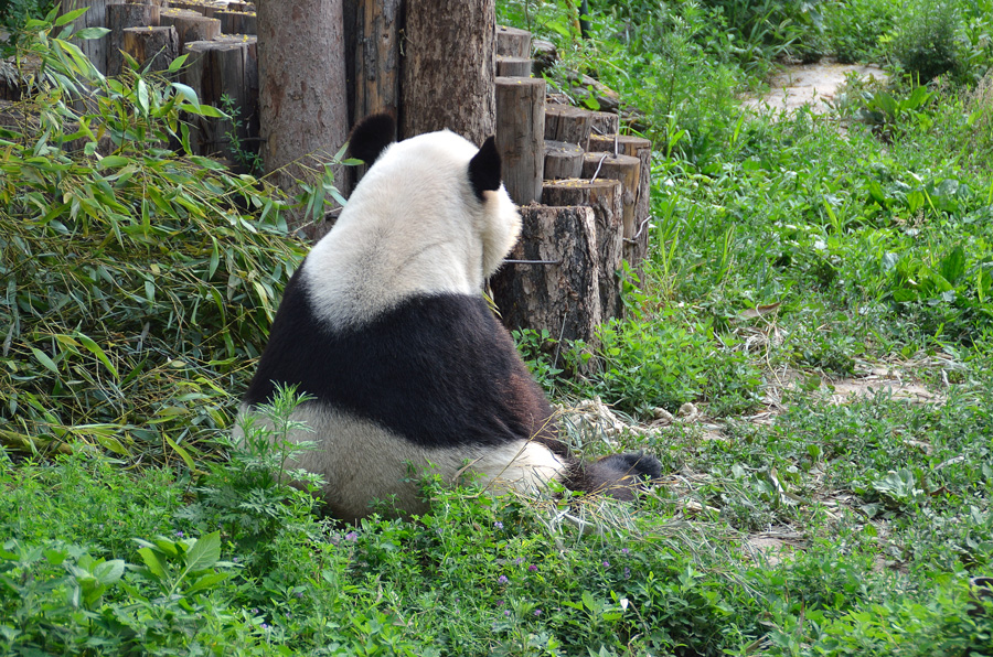 Фото жизнь (light) - Siam - В гостях у Панды - В Пекинском зоопарке