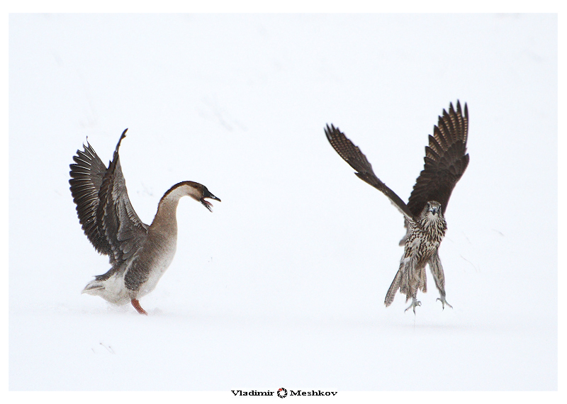 Фото жизнь (light) - Vladimir Meshkov - корневой каталог - Fight of a falcon and the goose!