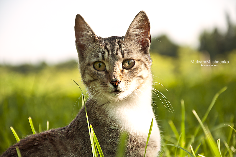 Фото жизнь (light) - Vildamanu - Animal Planet - ***