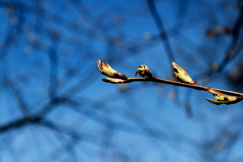 Фото жизнь (light) - Валерия Мурзина - природа - приход весны