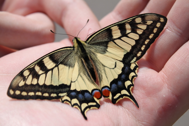 Фото жизнь (light) - Валерия Мурзина - природа - бабочка