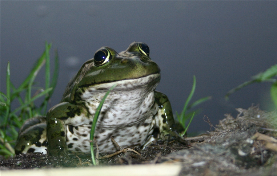 D.L. photo | Frog
