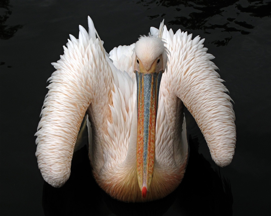 Белый пеликан