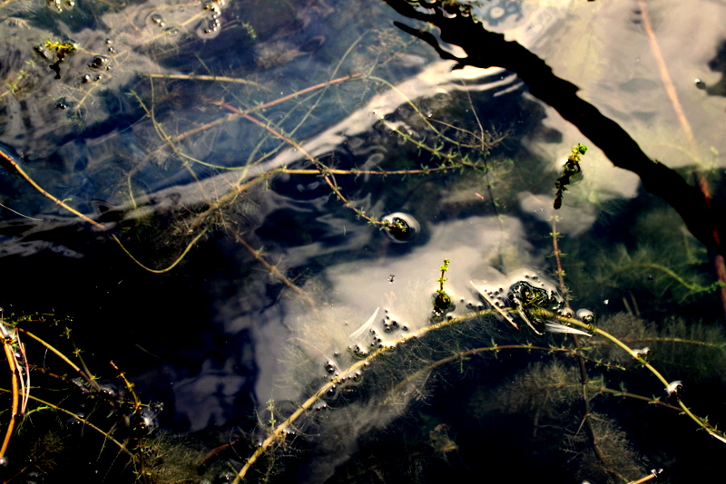 Фото жизнь (light) - Валерия Мурзина - природа - водоросли