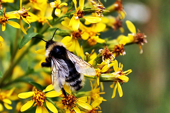 Фото жизнь - aluska - корневой каталог - Пчела