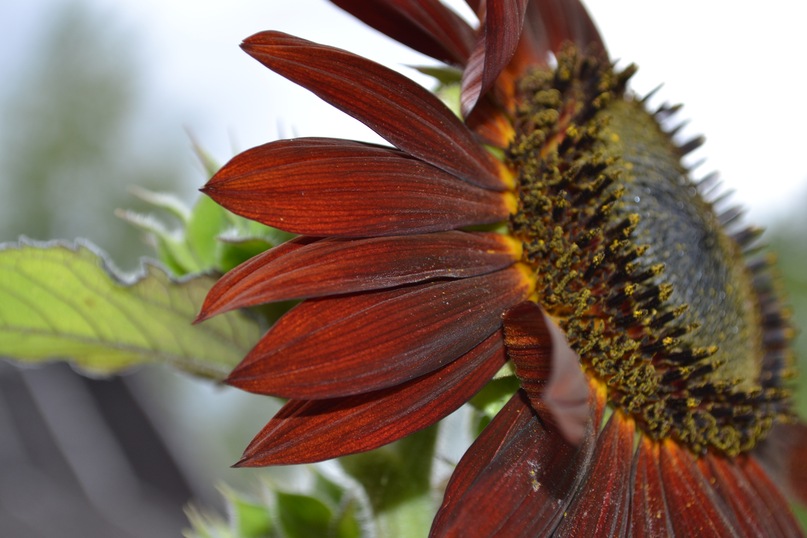Фото жизнь (light) - Anasteisha - корневой каталог - Sunflower