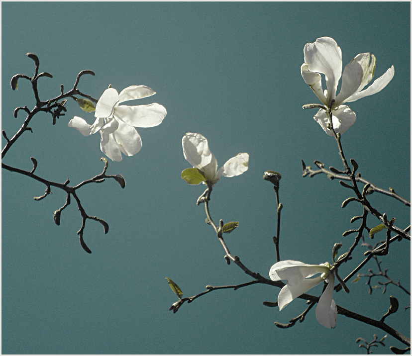 Фото жизнь - D