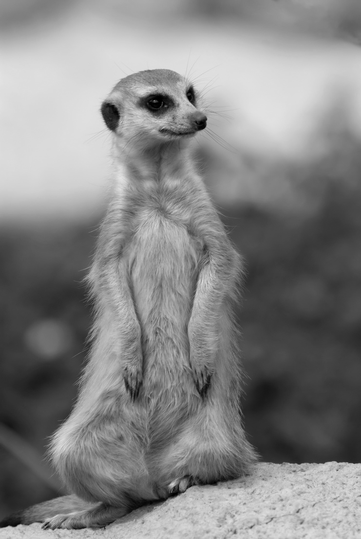 Фото жизнь - Alexader Astahov - Зоопарк - Московсие сурикаты...