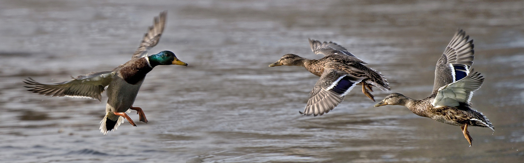 Фото жизнь - Марина Фомина - Птицы - Пять минут, полет нормальный.