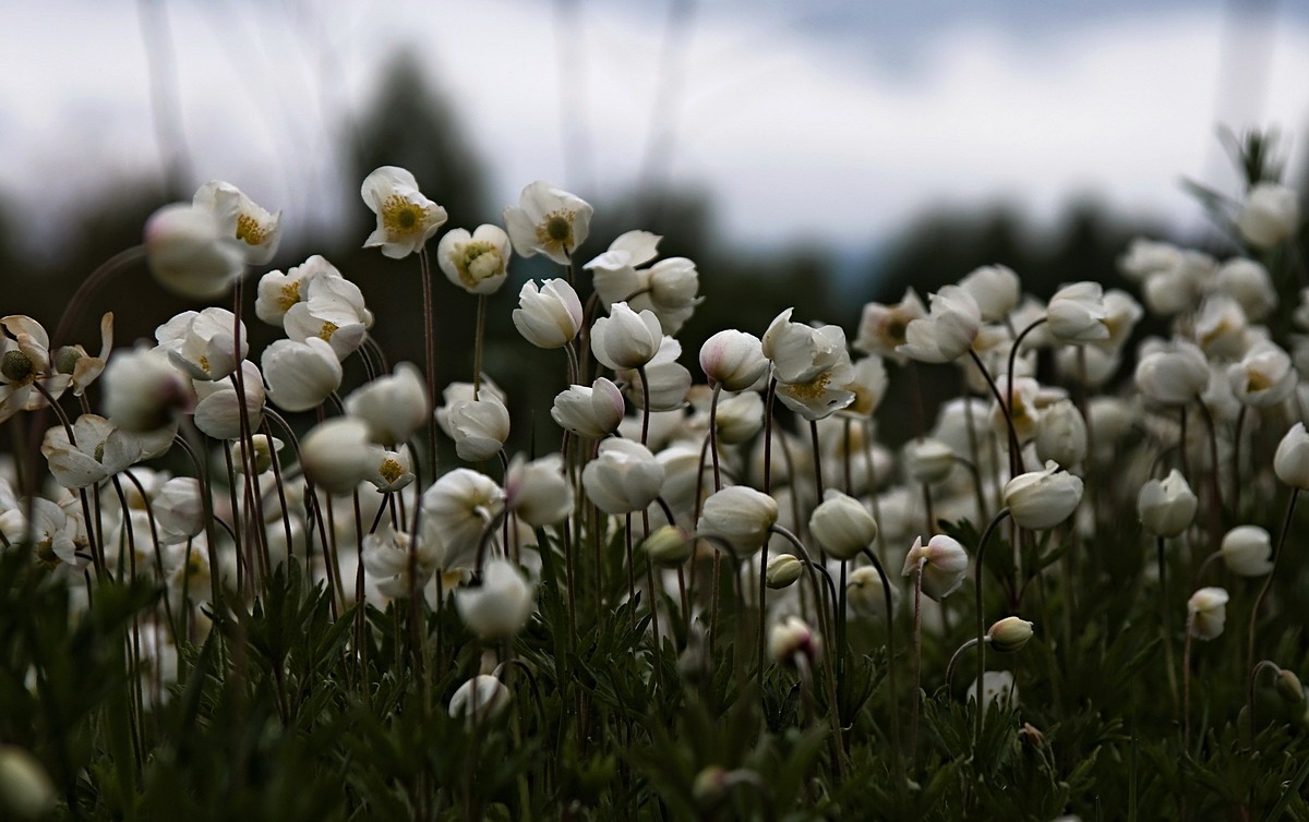 Фото жизнь - Марина Фомина - Лето! - Пора цветов..