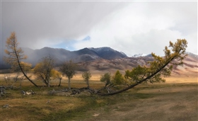 Качели