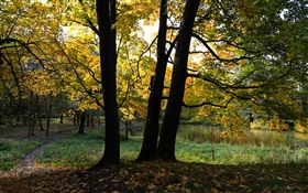 Осень в контровом