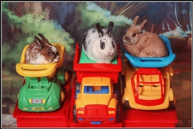 Жили были кролики