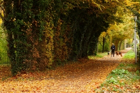 	 Осенние прогулки