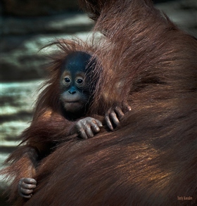 Обезьянка Чичичи