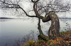 склонилась ива