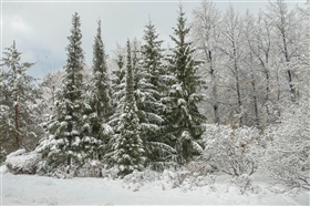 Оделись в зимние наряды !