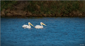 Мы  Тамарой ходим парой!