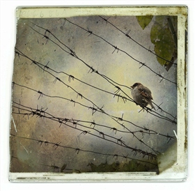 воробей( цвет. вариант)