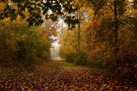 Когда шуршит листва под ногами