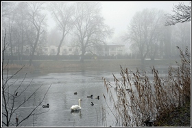 Утро туманное