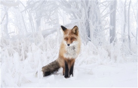 Лиса  в снежном царстве