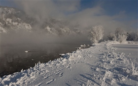 Зимний лебедь