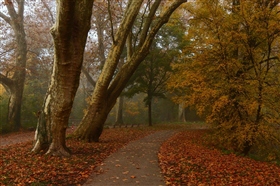 Тишина осеннего парка...
