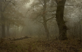 Туманное утро