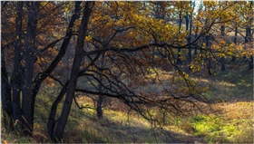 Солнечный день осени