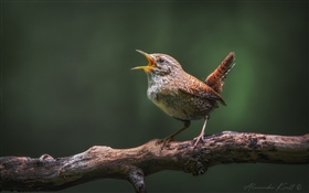 Голосистый