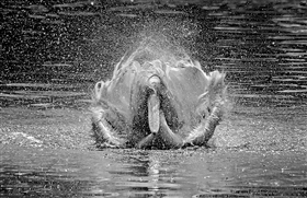 Носатый айсберг