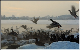 Настало времечко помочь ближнему...